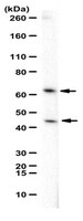 Anti-Oxytocin receptor Antibody | ABN297